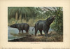 Moeritherium  Extinct Genus Of Prehistoricà Poster Print By ® Florilegius / Mary Evans - Item # VARMEL10937706