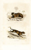 Tiger And Panther Poster Print By ® Florilegius / Mary Evans - Item # VARMEL10935755