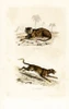 Tiger And Panther Poster Print By ® Florilegius / Mary Evans - Item # VARMEL10935755