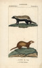 Honey Badger  Mellivora Capensis  And Leastà Poster Print By ® Florilegius / Mary Evans - Item # VARMEL10939071