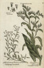 Creeping Purple Cromwell And Comfrey Poster Print By ® Florilegius / Mary Evans - Item # VARMEL10935951