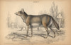 Common Jackal  Canis Aureus Poster Print By ® Florilegius / Mary Evans - Item # VARMEL10938815