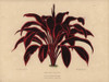 Dracaena Elegans  Tropical Plant With Dramaticà Poster Print By ® Florilegius / Mary Evans - Item # VARMEL10936794