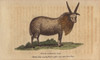 Four Horned Sheep  Ovis Aries Polycerata Poster Print By ® Florilegius / Mary Evans - Item # VARMEL10940972