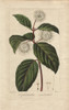 Buttonbush  Cephalanthus Occidentalis Poster Print By ® Florilegius / Mary Evans - Item # VARMEL10934642