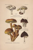 Sweetbread  Clitopilus Prunulus  Shaggy Pholiotaà Poster Print By ® Florilegius / Mary Evans - Item # VARMEL10936423