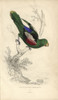 Red-Winged Parrot  Aprosmictus Erythropterus Poster Print By ® Florilegius / Mary Evans - Item # VARMEL10939103