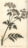 Hemlock  Conium Maculatum Poster Print By ® Florilegius / Mary Evans - Item # VARMEL10936072