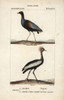 Grey-Winged Trumpeter  Psophia Crepitans  Andà Poster Print By ® Florilegius / Mary Evans - Item # VARMEL10938968