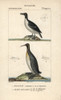 Razorbill  Alca Torda  And Emperor Penguinà Poster Print By ® Florilegius / Mary Evans - Item # VARMEL10938886