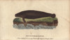 Round-Tailed Manati Or Manatee  Trichechus Manati Poster Print By ® Florilegius / Mary Evans - Item # VARMEL10941057