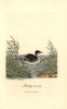 Horned Grebe  Podiceps Auritus Poster Print By ® Florilegius / Mary Evans - Item # VARMEL10937342