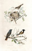 Garden Warbler  Redstart And European Stonechat Poster Print By ® Florilegius / Mary Evans - Item # VARMEL10935786