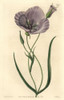 Splendid Mariposa Lily  Calochortus Splendens Poster Print By ® Florilegius / Mary Evans - Item # VARMEL10935207