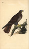 European Honey Buzzard  Pernis Apivorus Poster Print By ® Florilegius / Mary Evans - Item # VARMEL10936350
