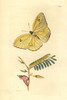 Cloudless Sulphur Butterfly  Phoebis Sennae Eubule Poster Print By ® Florilegius / Mary Evans - Item # VARMEL10940567