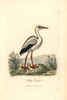 White Stork  Ciconia Ciconia Poster Print By ® Florilegius / Mary Evans - Item # VARMEL10937333