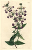 Purple Chinese Houses  Collinsia Heterophylla Poster Print By ® Florilegius / Mary Evans - Item # VARMEL10935264