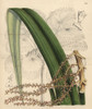 Thrinax Excelsa  Palm Tree Native To Jamaica Poster Print By ® Florilegius / Mary Evans - Item # VARMEL10935163
