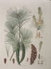 Pinus Strobus L.  Weymouth Or White Pine Poster Print By Mary Evans / Natural History Museum - Item # VARMEL10710336