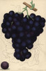 Grape Varieties: Mill Hill Hamburgh And Dutchà Poster Print By ® Florilegius / Mary Evans - Item # VARMEL10936706