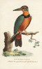 Spotted Or Surinam Kingfisher  Alcedo Paradisea- Poster Print By ® Florilegius / Mary Evans - Item # VARMEL10937980