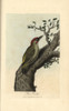 Green Woodpecker  Picus Viridis Poster Print By ® Florilegius / Mary Evans - Item # VARMEL10937318