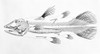 Macropoma Lewesiensis  An Extinct Coelacanth Fish Poster Print By Mary Evans / Natural History Museum - Item # VARMEL10710908