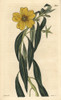 Great-Flowered Jussieua  Jussieua Grandiflora Poster Print By ® Florilegius / Mary Evans - Item # VARMEL10935995