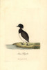 Tufted Duck  Aythya Fuligula Poster Print By ® Florilegius / Mary Evans - Item # VARMEL10937353