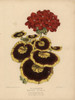 Yellow And Brown And Crimson Pelargonium Geraniumà Poster Print By ® Florilegius / Mary Evans - Item # VARMEL10936798
