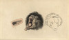 Ursiform Sloth  Ursine Bradypus Or Sloth Bearà Poster Print By ® Florilegius / Mary Evans - Item # VARMEL10940882