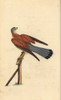 Common Kestrel  Falco Tinnunculus Poster Print By ® Florilegius / Mary Evans - Item # VARMEL10936363