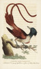 Asian Paradise Flycatcher  Terpsiphone Paradisi Poster Print By ® Florilegius / Mary Evans - Item # VARMEL10937904