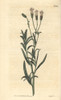 Lavender-Leaved Palafoxia  Palafoxia Linearis Poster Print By ® Florilegius / Mary Evans - Item # VARMEL10936005
