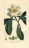 Franklin Tree  Franklinia Alatamaha  Extinct In The Wild Poster Print By ® Florilegius / Mary Evans - Item # VARMEL10934644
