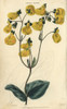 Yellow Flowered Calceolaria Corymbosa From Chile Poster Print By ® Florilegius / Mary Evans - Item # VARMEL10939372
