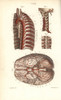 Circulatory System To The Brain And Spine Poster Print By ® Florilegius / Mary Evans - Item # VARMEL10939615