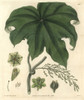 Columbo Or Calumba Plant  Cocculus Palmatus Poster Print By ® Florilegius / Mary Evans - Item # VARMEL10934942