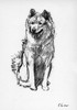 Illustration Of A Chow By Cecil Aldin Poster Print By Mary Evans Picture Library - Item # VARMEL10957444