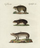 Cape Hyrax  Coney  And Groundhog  Poster Print By ® Florilegius / Mary Evans - Item # VARMEL10934720