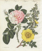 Damask Rose And Single Yellow Rose Poster Print By ® Florilegius / Mary Evans - Item # VARMEL10934598
