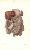 Lymphatic System To The Abdomen Poster Print By ® Florilegius / Mary Evans - Item # VARMEL10939638