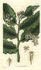 Begonia Undulata  Waved-Leaved Begonia Withà Poster Print By ® Florilegius / Mary Evans - Item # VARMEL10934887