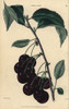 Fruit And Leaves Of The Morello Cherry  Prunus Cerasus Poster Print By ® Florilegius / Mary Evans - Item # VARMEL10939375