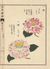 Pink And White Camellias  Sagurenami And Nabeshimaà Poster Print By ® Florilegius / Mary Evans - Item # VARMEL10938591