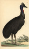 Southern Cassowary  Casuarius Casuarius Vulnerable Poster Print By ® Florilegius / Mary Evans - Item # VARMEL10940423