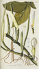 Arum Tripartitum Poster Print By Mary Evans / Natural History Museum - Item # VARMEL10716801