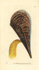 Prickly Pen Shell  Pinna Muricata Poster Print By ® Florilegius / Mary Evans - Item # VARMEL10940699