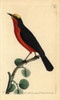 Yellow-Crowned Gonolek  Laniarius Barbarus Poster Print By ® Florilegius / Mary Evans - Item # VARMEL10940370